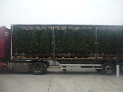 Groen
